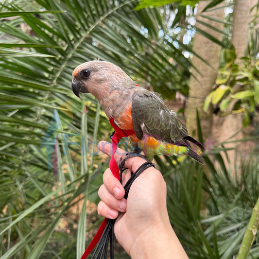 Red Bellied Parrot image 0