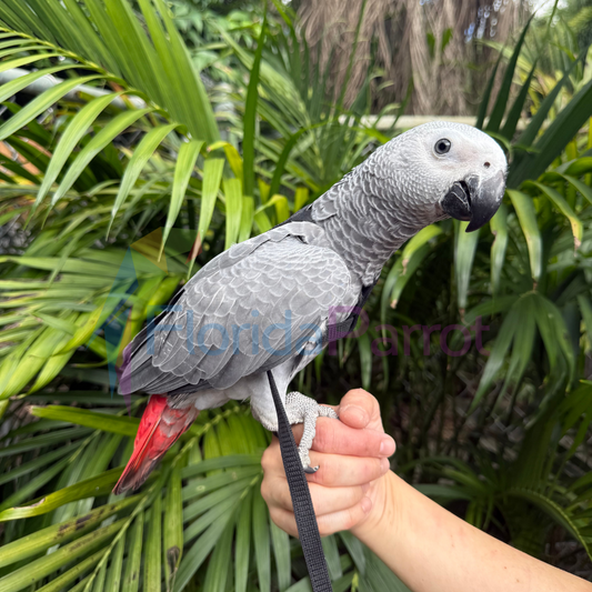 Congo African Grey image 0