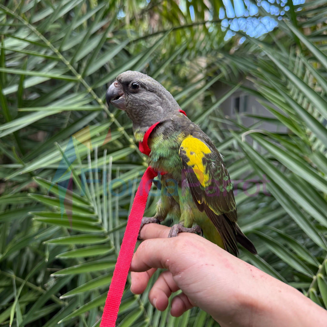 Meyers Parrot image 0