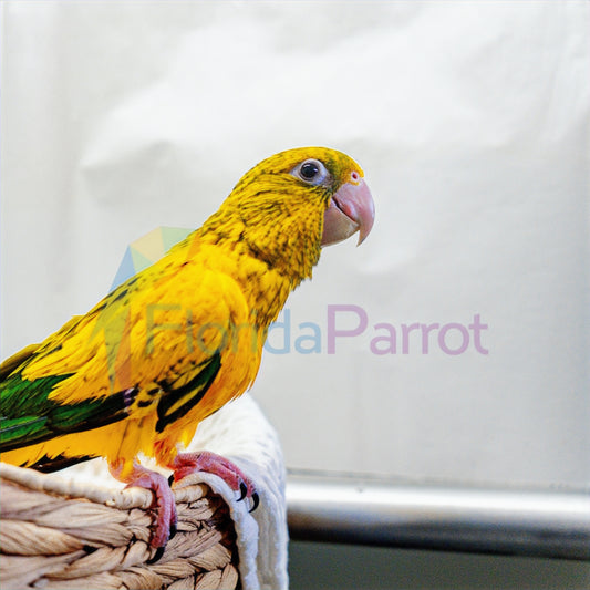 Golden Conure image 0