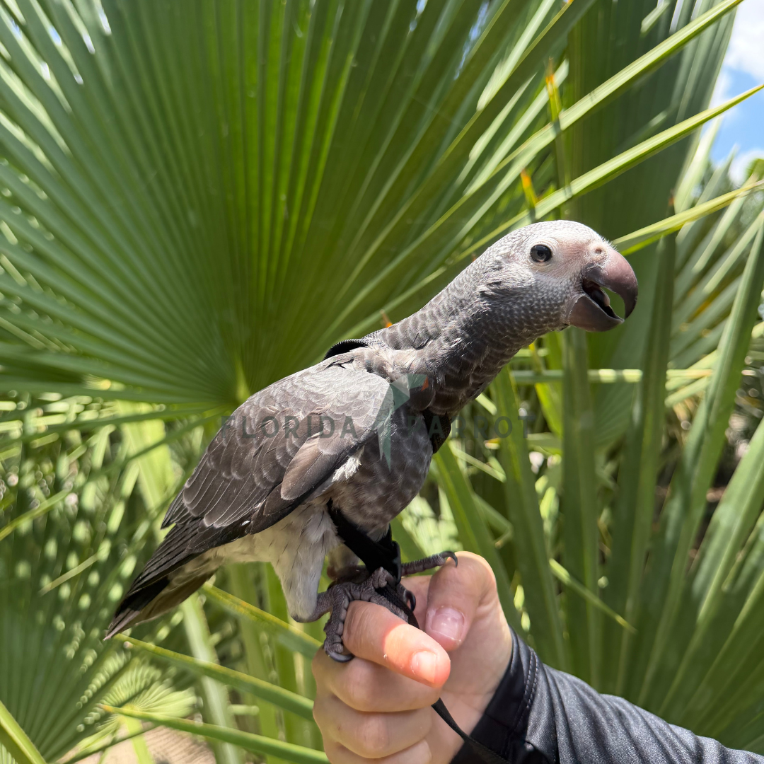 Timneh African Grey