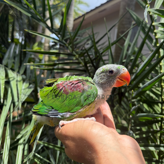 Alexandrine Parakeet Baby
