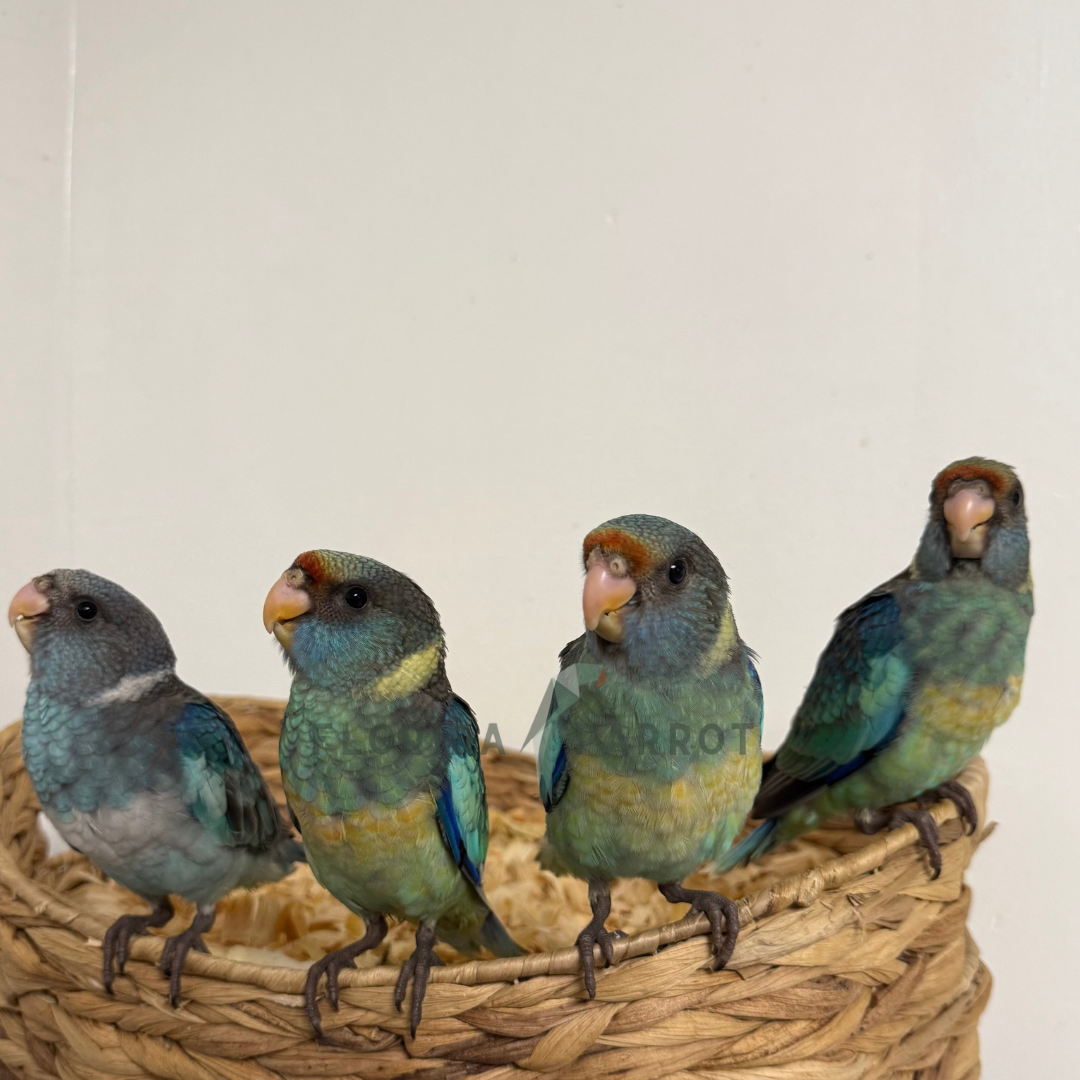 Barnards Parakeet