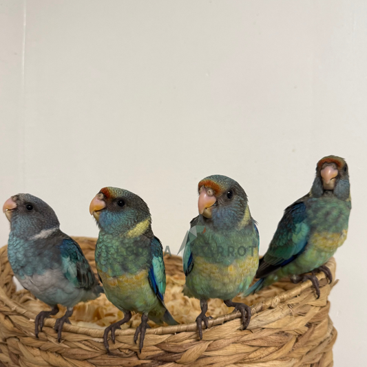 Barnards Parakeet