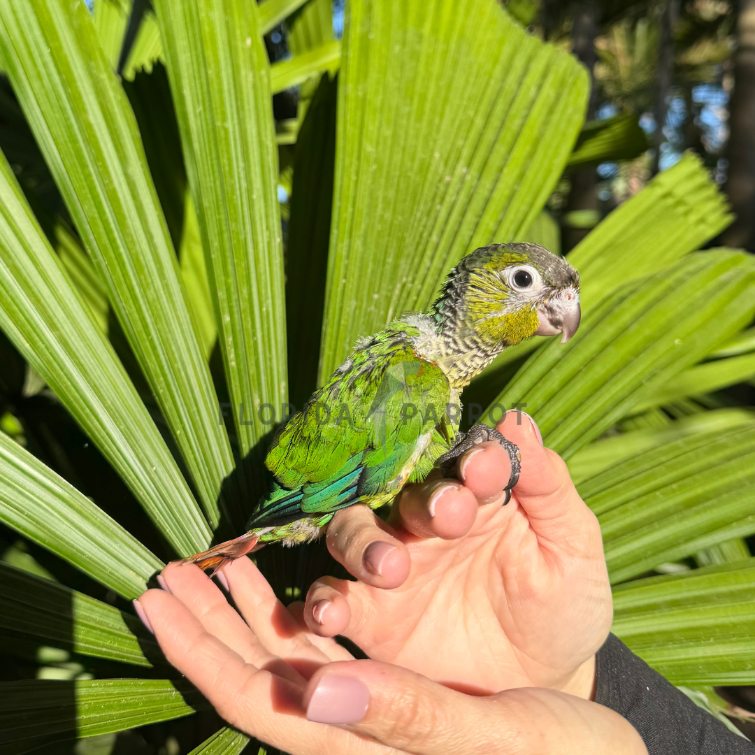 Black Capped Conure
