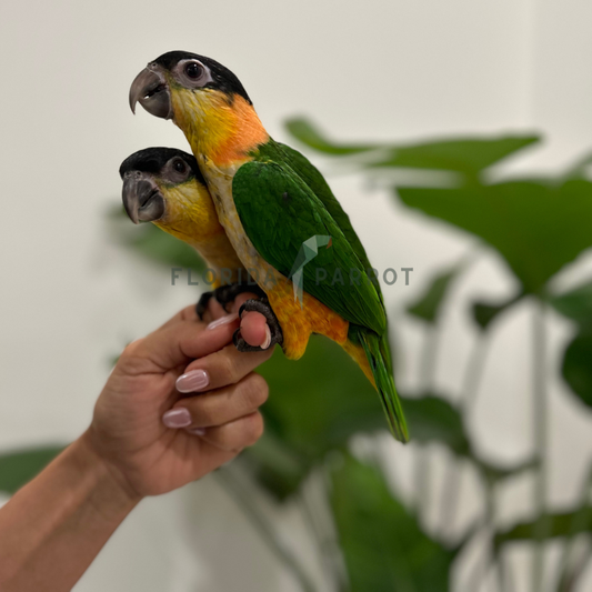 Black Headed Caique