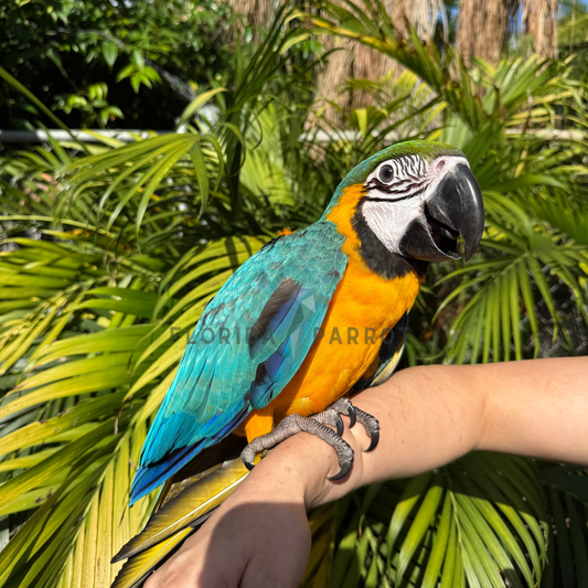 Blue and Gold Macaw