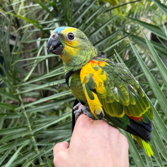 Blue Fronted Amazon Parrot