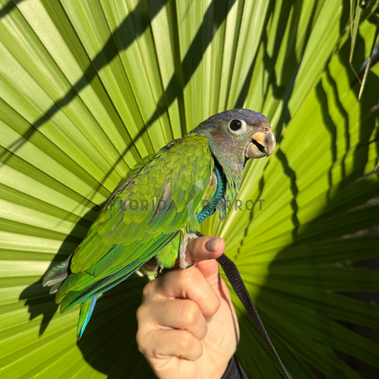 Blue Headed Pionus