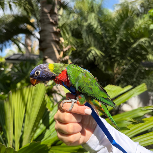 Blue Mountain Lorikeet 