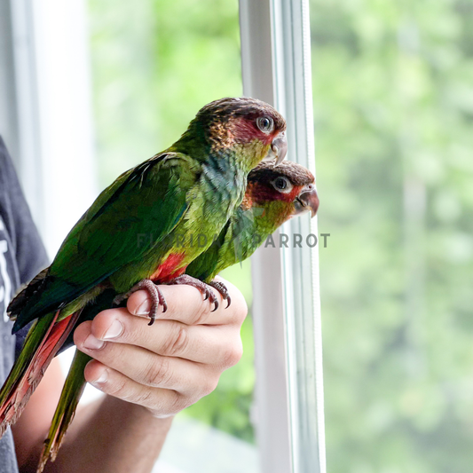 Blue Throated Conure