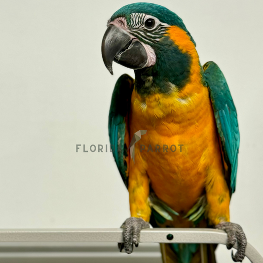 Blue Throated Macaw