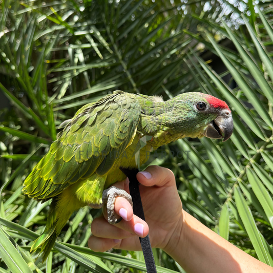 Bodine Amazon