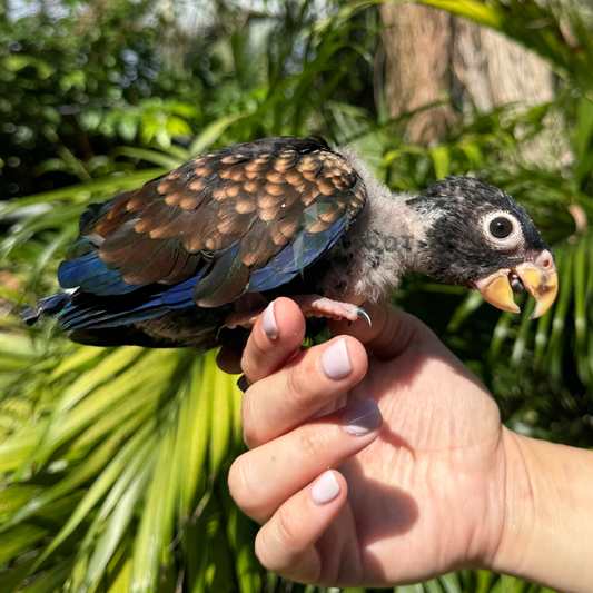 Bronze Winged Pionus