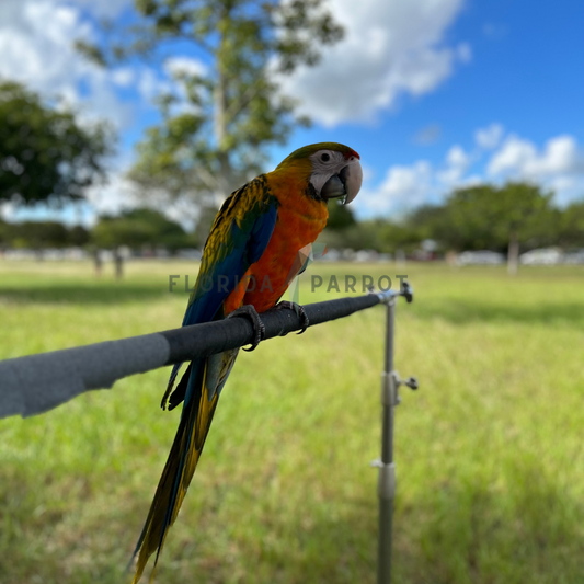 Camelot Macaw
