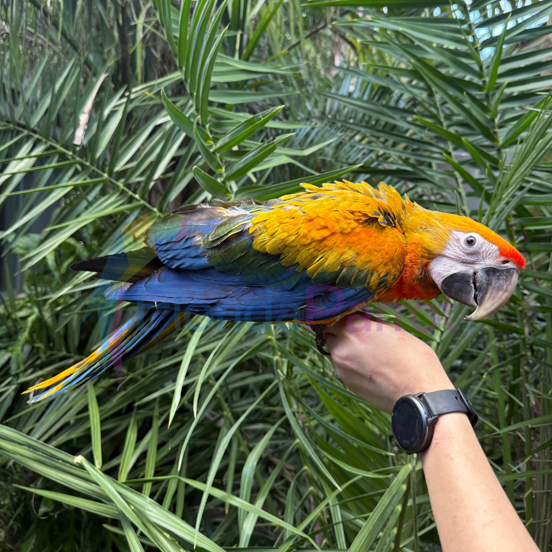 Capri Macaw – Florida Parrot