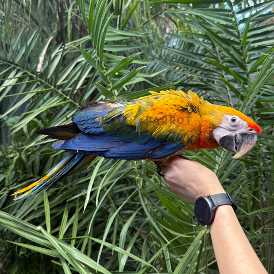 Capri Macaw