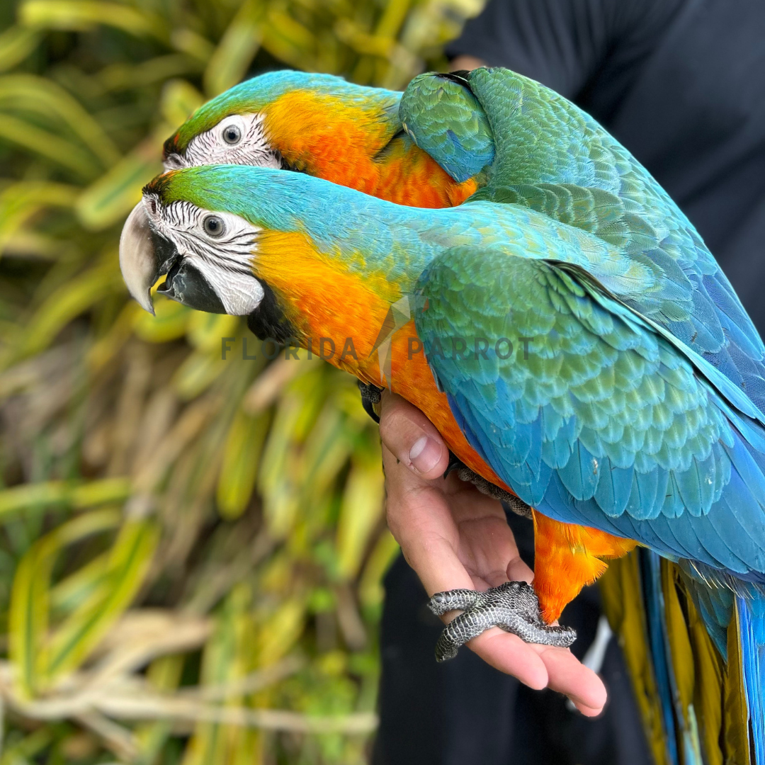 Catalina Macaw