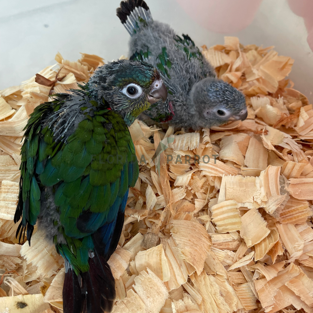 Crimson Bellied Conure