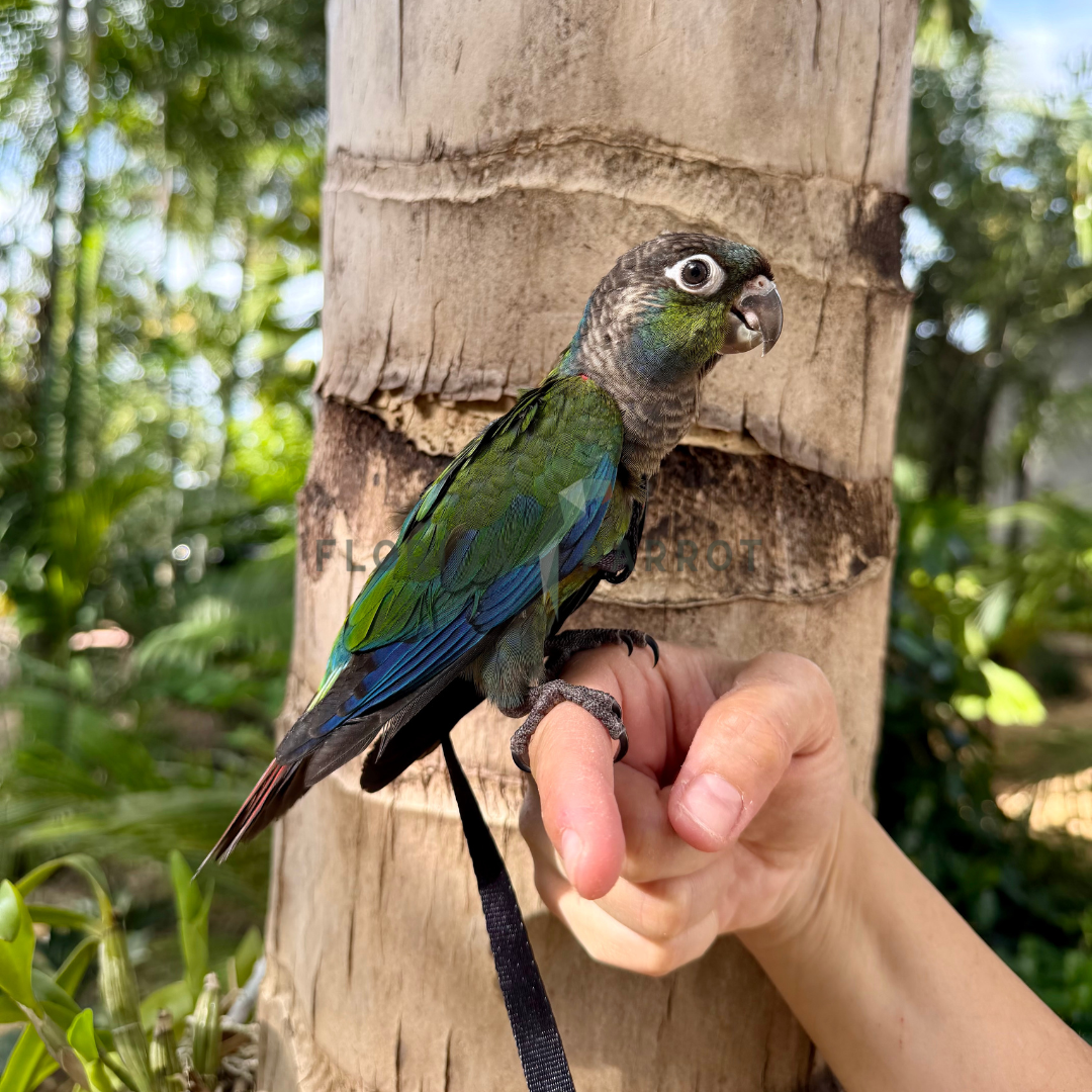 Parrot perched on a person's hand with a natural background