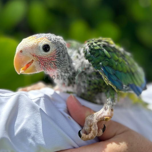 Cuban Amazon Parrot