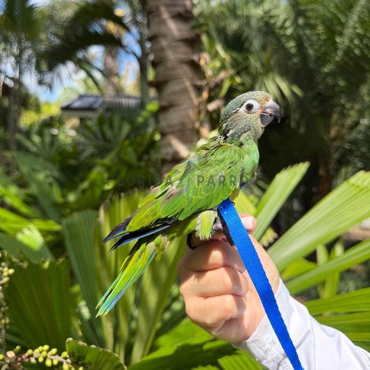 Dusky Conure