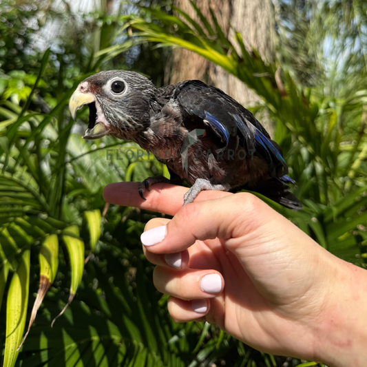 Dusky Pionus