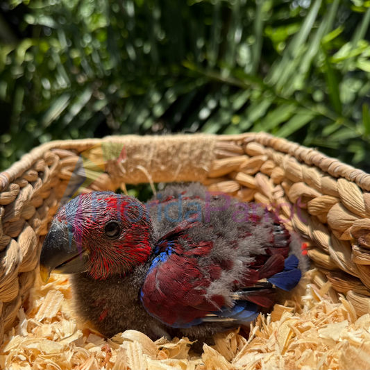 Eclectus Parrot Female
