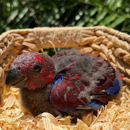 Female Eclectus Parrot Baby