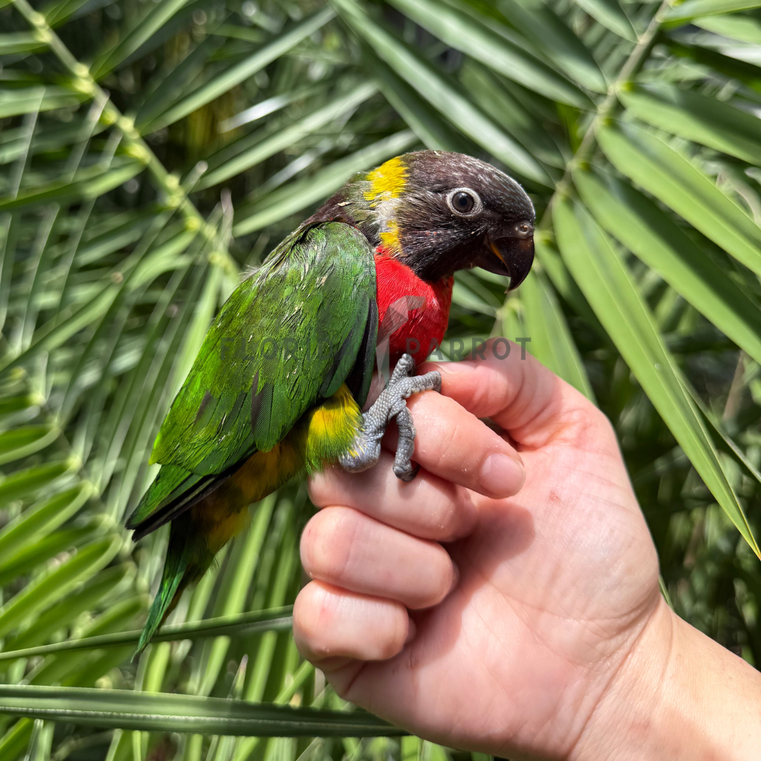 Forsten's Lorikeet