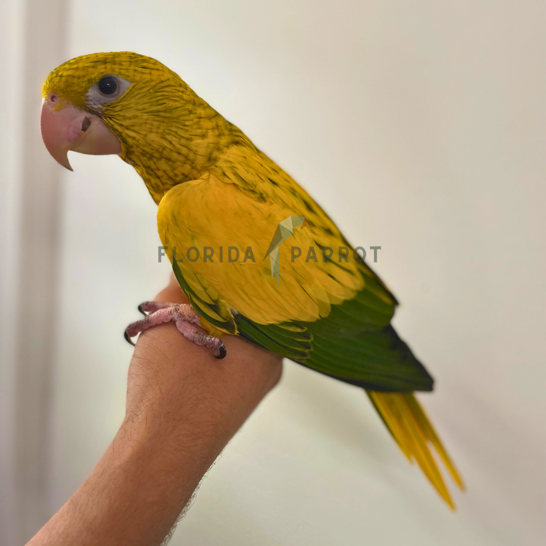 Golden Conure