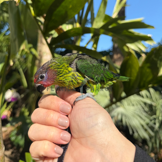 Goldie's Lorikeet