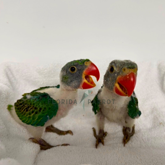 Great Billed Parrot