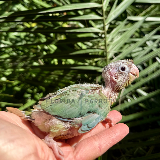 Green Cheek Conure