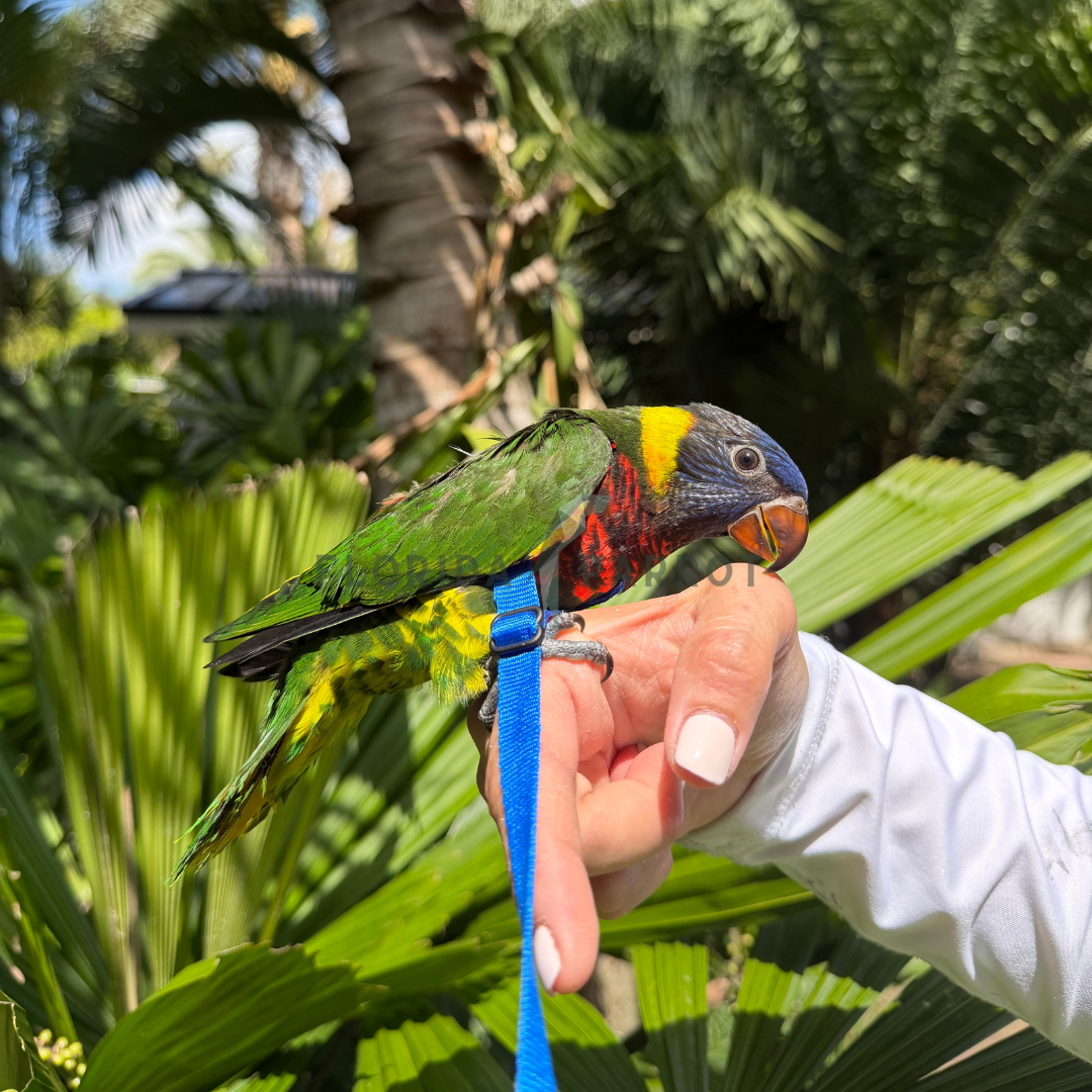 Green Naped Loirkeet 