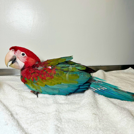 Green Wing Macaw