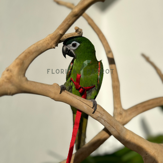 Hahn's Macaw Baby