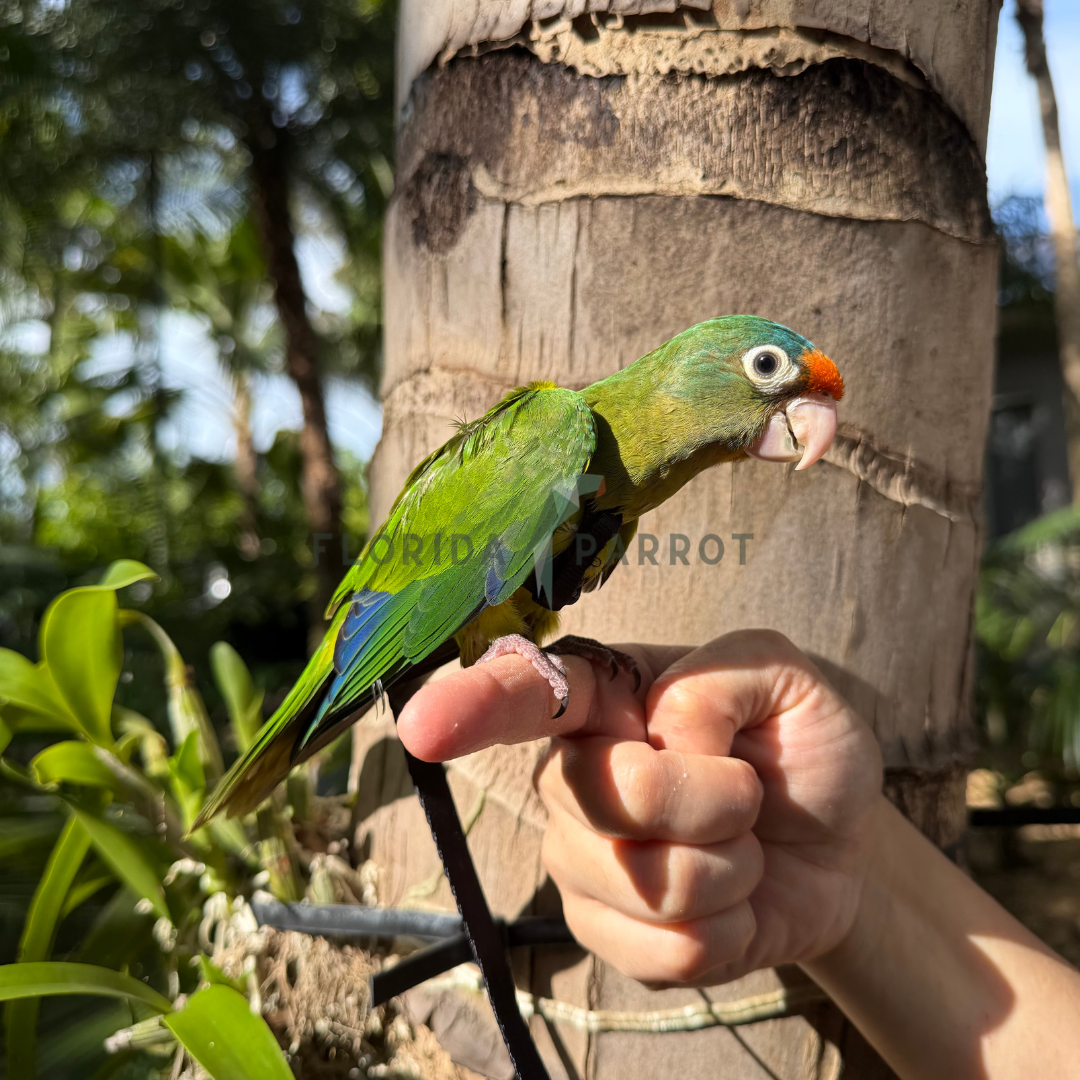 Half Moon Conure
