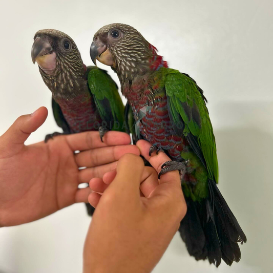 Hawk Headed Parrot