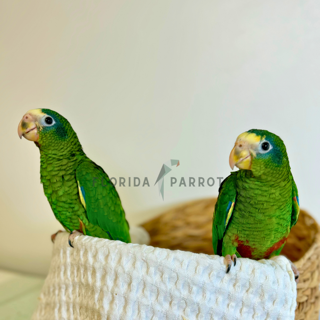 Hispaniolan Amazon