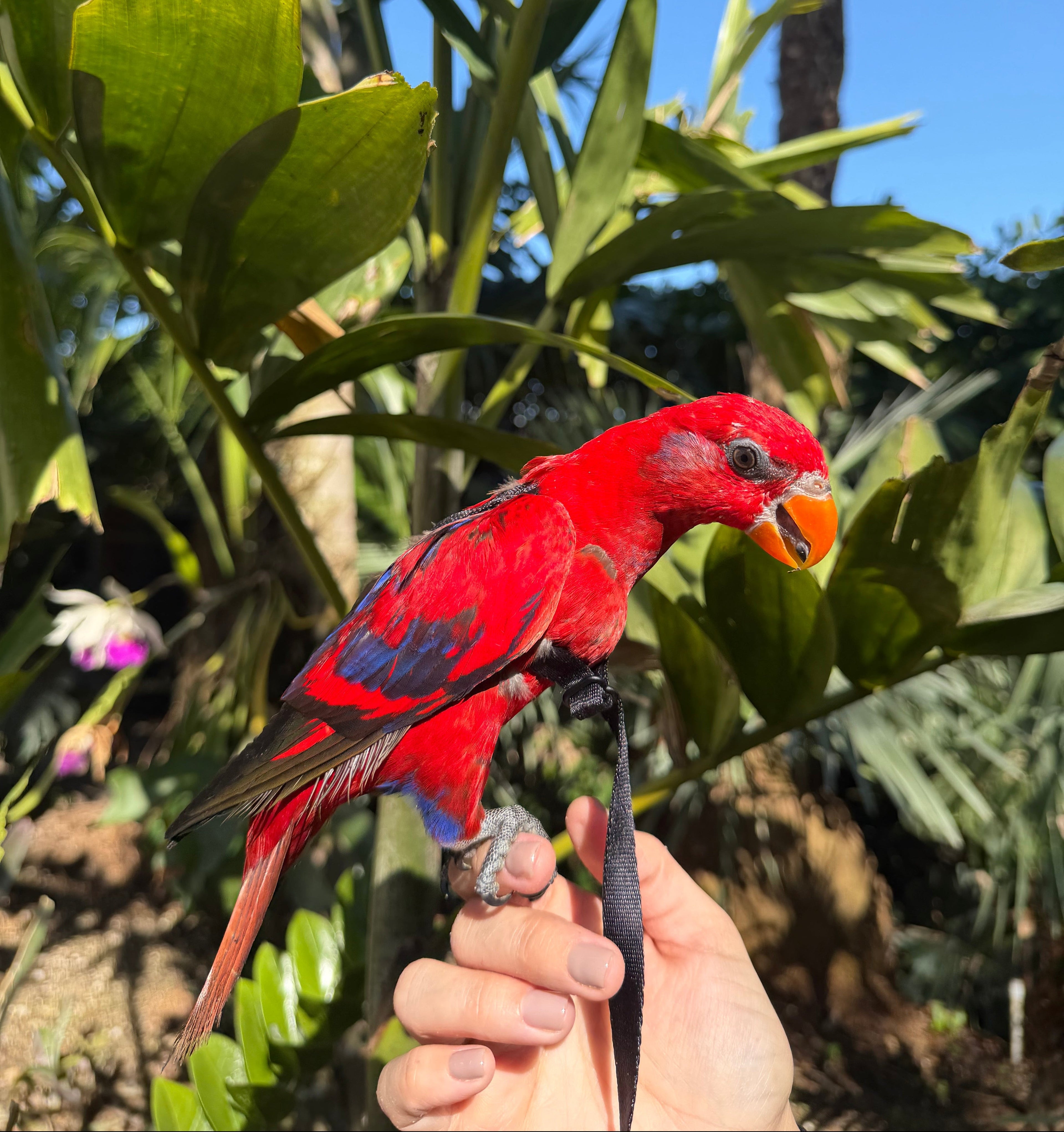 Florida Parrot