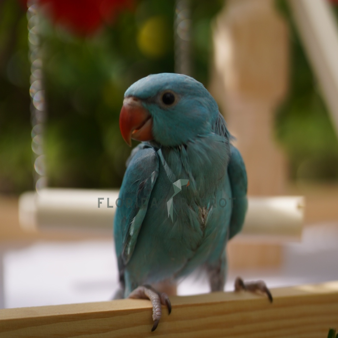 Indian Ringneck