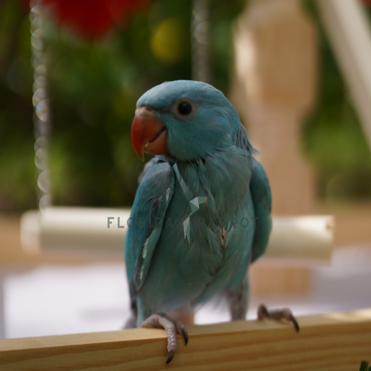 Indian Ringneck