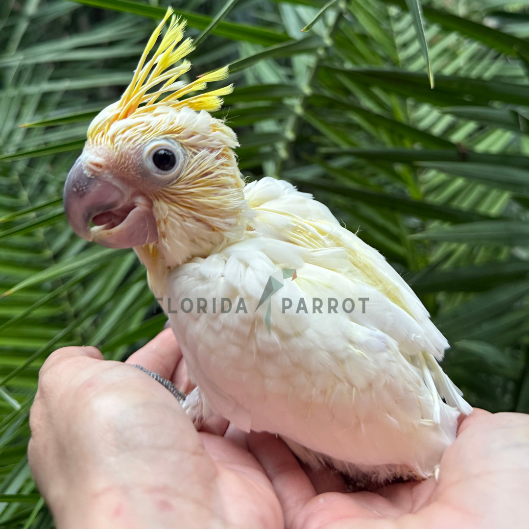 Lesser Sulphur Crested Cockatoo