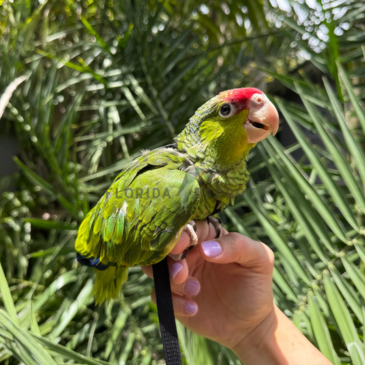 Lilac Crowned Amazon Parrot