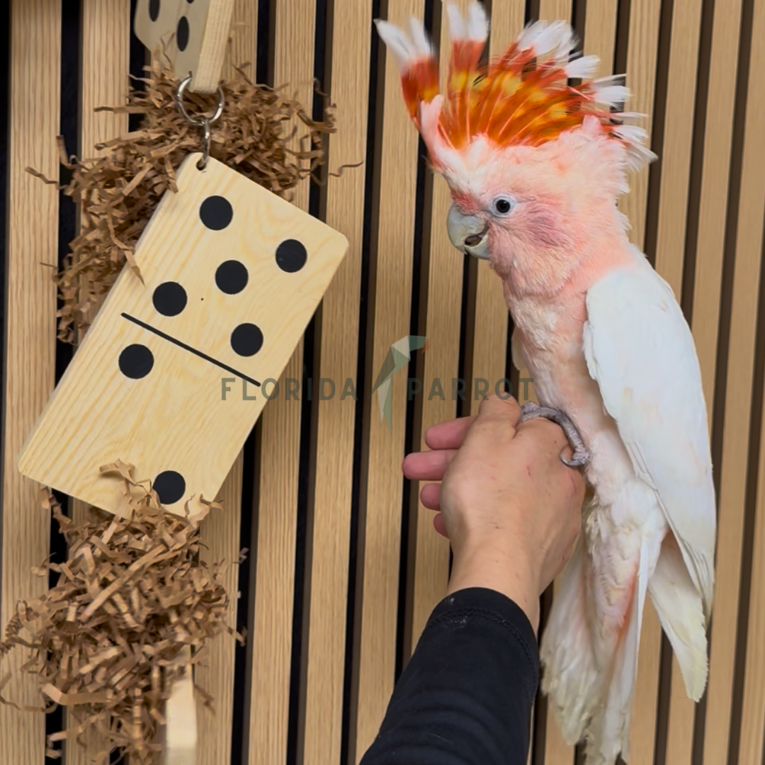 Major Mitchell Cockatoo
