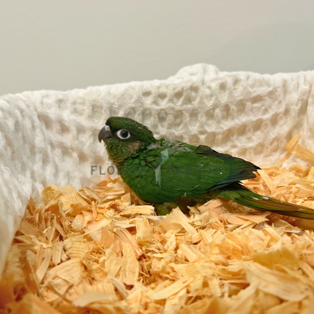 Maroon Bellied Conure