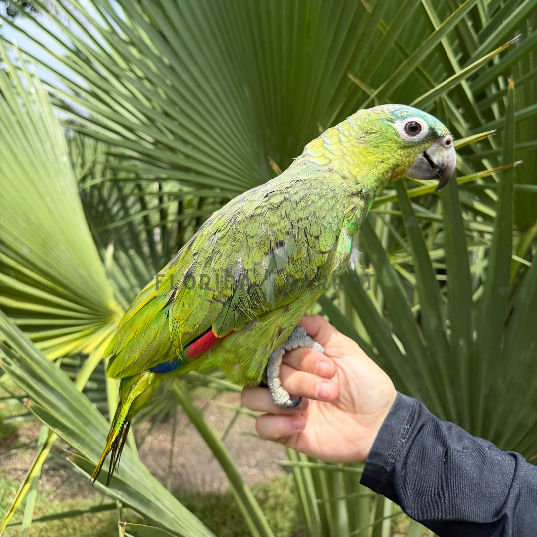 Mealy Amazon Parrot Baby