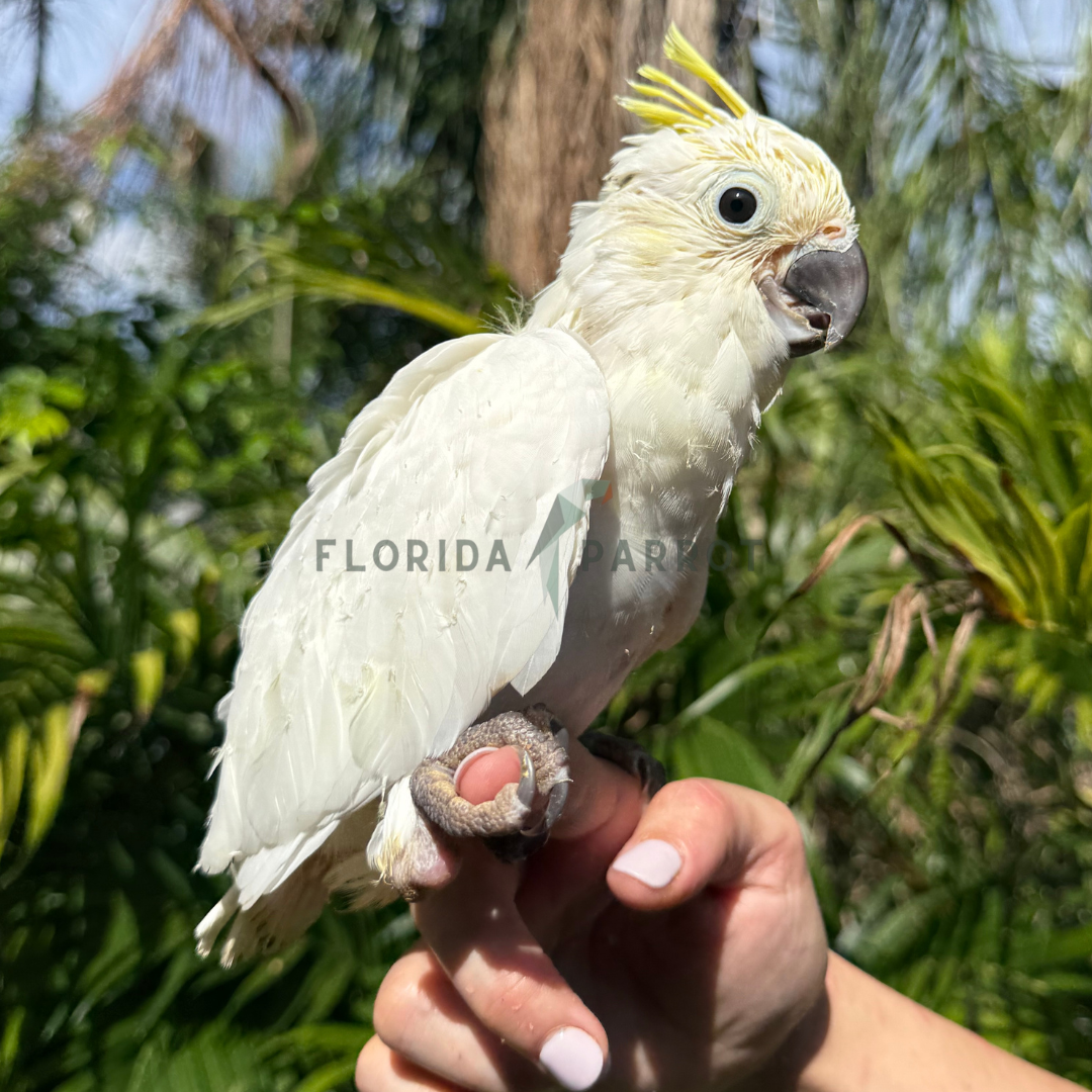 Medium Sulphur Crested Cockatoo