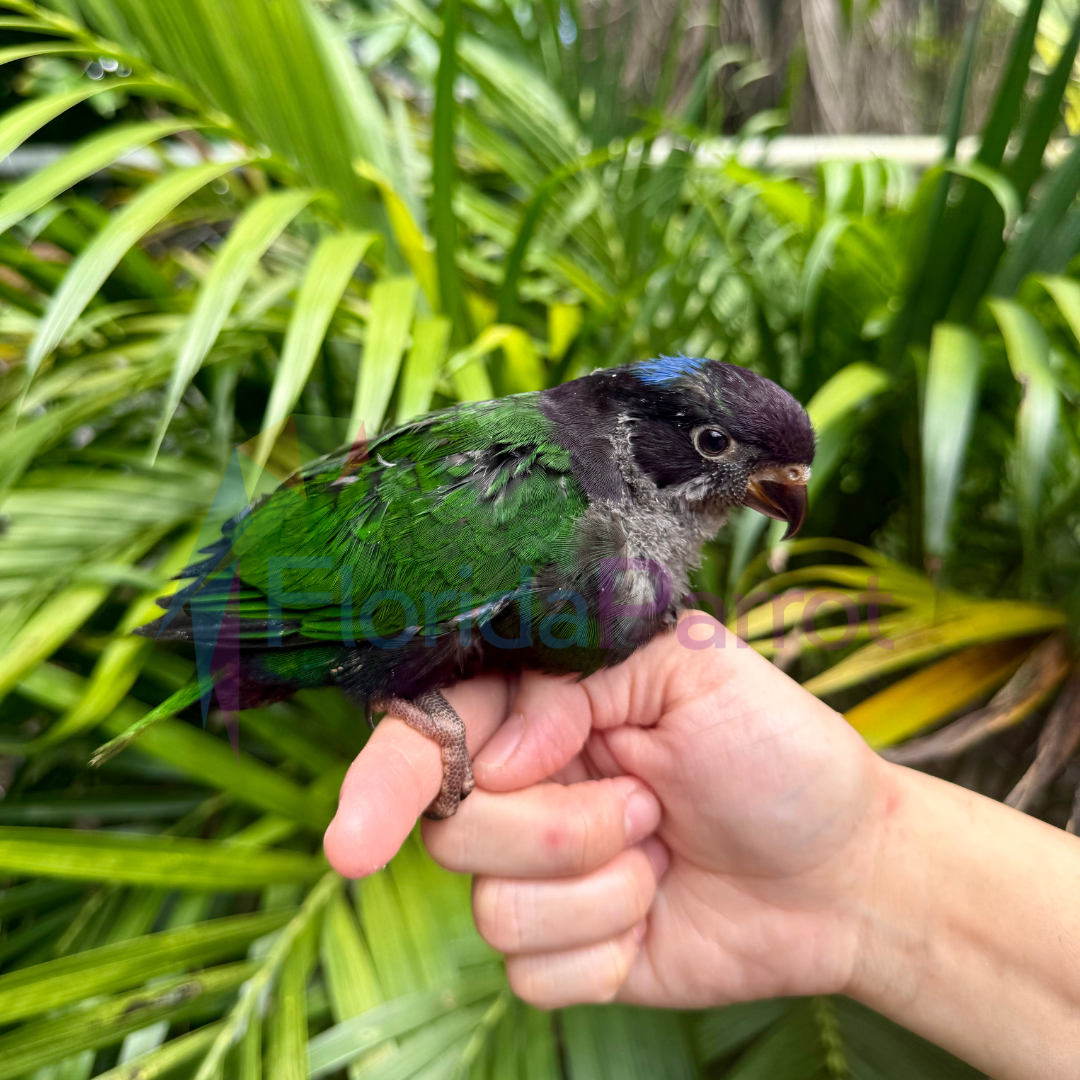 Melanistic Stella's Lorikeet